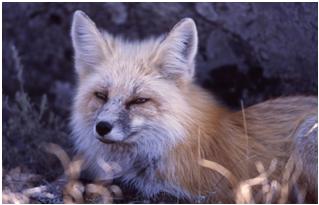 Red Fox, Courtesy of the National Park Service